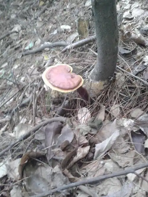 如何分辨灵芝有没有毒