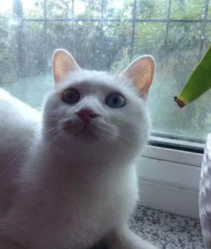 鸳鸯眼波斯猫2500元