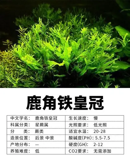 真水草批发鱼缸造景水草鹿角铁皇冠淡水新手水草阴性好养植物代发