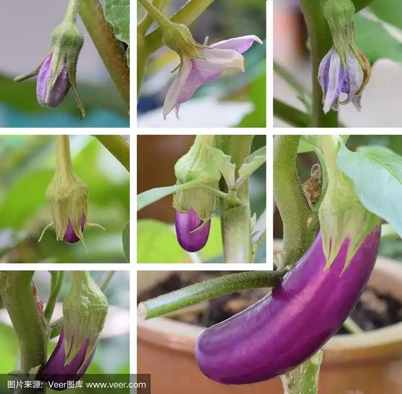 茄子生长阶段