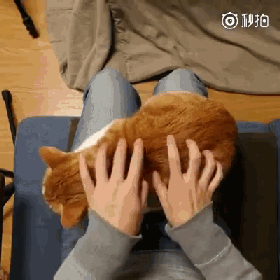 键盘式手法撸猫,想象下配上什么样的音乐合适?