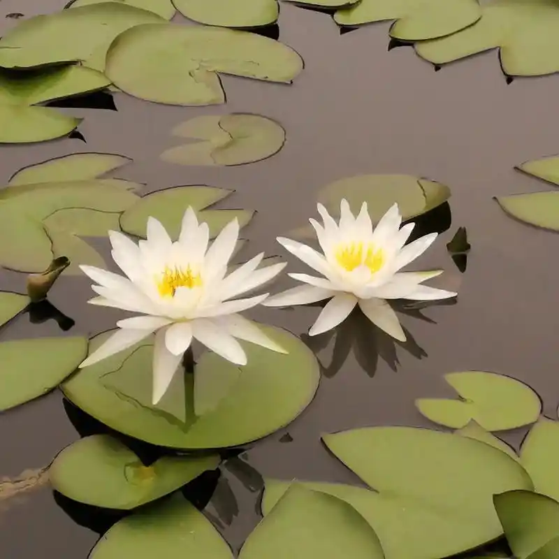 白睡莲莲花花辦白花蕊黄金色好美呀! 赞白莲花:睡莲花,水中花 - 抖音
