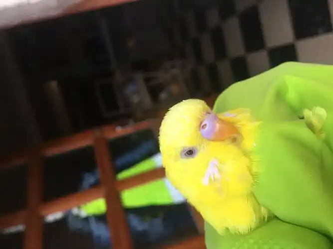 请问大神,这只虎皮鹦鹉是公是母,戴帽没.多大左右,拜谢