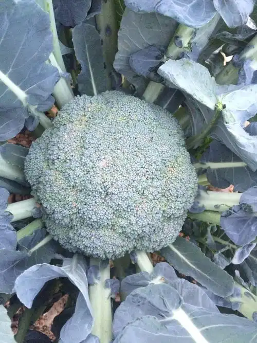 耐寒优秀西兰花种子