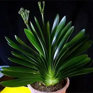 名贵兰花苗带花苞君子兰浓香型精品金边兰各种兰花苗盆栽名贵品种