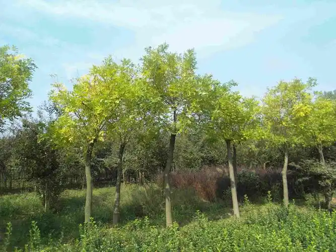 哪里有黄金槐苗木卖?江苏沭阳好景园林