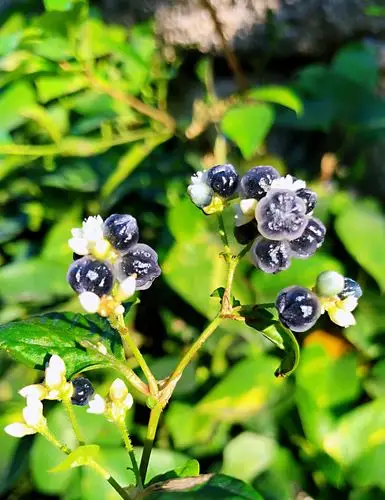 植物名称.火炭母