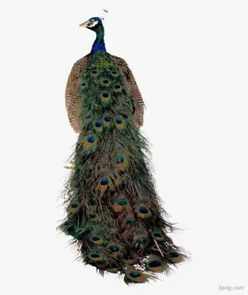 孔雀孔雀秋季秋天玉米手绘蓝色孔雀头像特写粉白渐变的孔雀翎图案品质