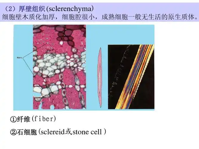1.植物的组织ppt