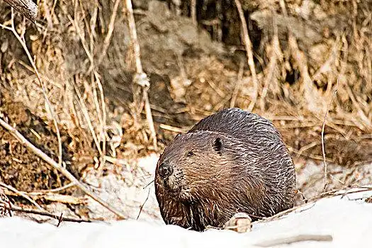 海狸,美洲河狸,站立,冰冻,河流