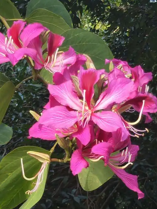 紫荆花盛开的季节