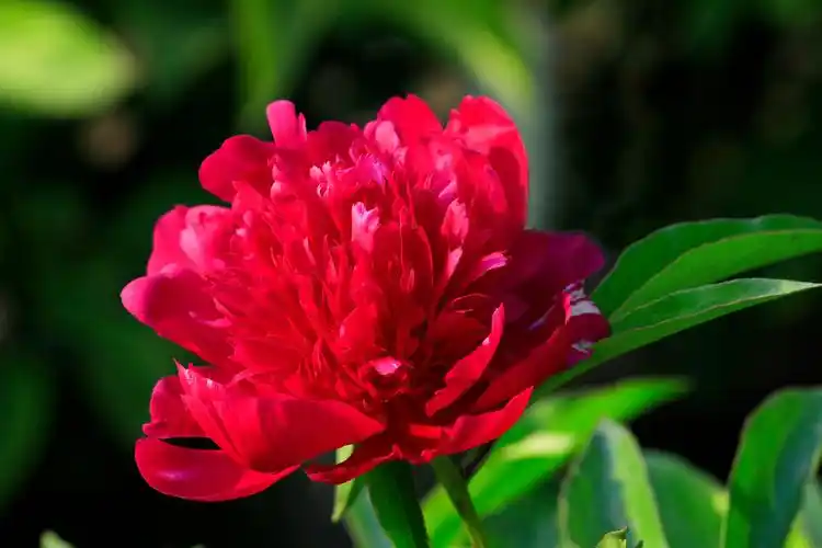大红芍药.