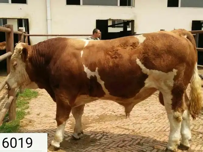 长春新牧有限公司