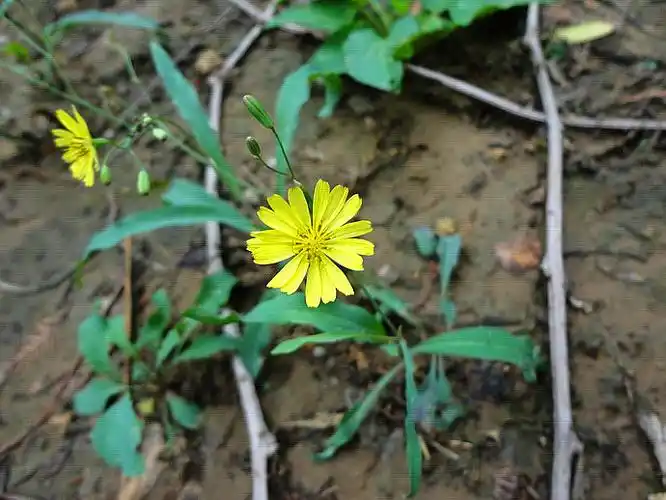 别称:山苦荬,小苦苣,黄鼠草,苦菜,凉麻,八月老,为菊科小苦荬属,多年生