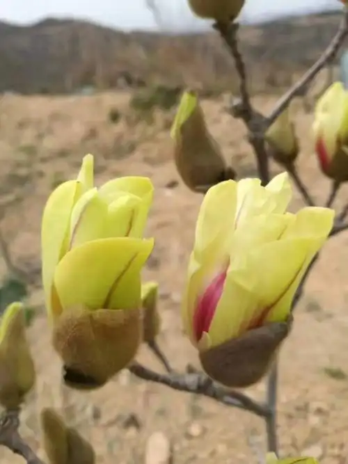 绿钻玉兰 三季开花