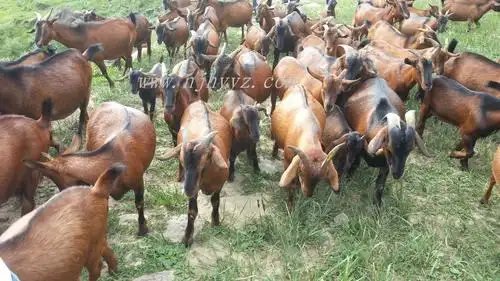 放养的南江黄羊-黄羊图片-四川南江纯种黄羊养殖基地--南江黄羊养殖