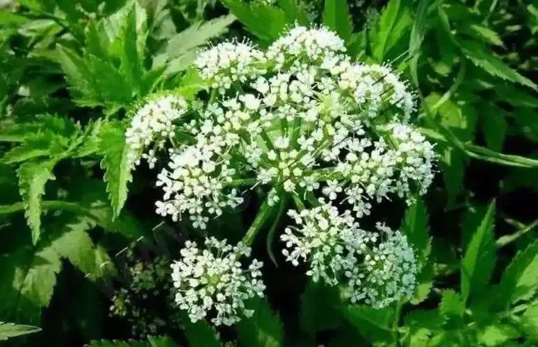 【科普新知】春天当吃芽,野外掐个尖?这些野菜可有毒,千万别吃!