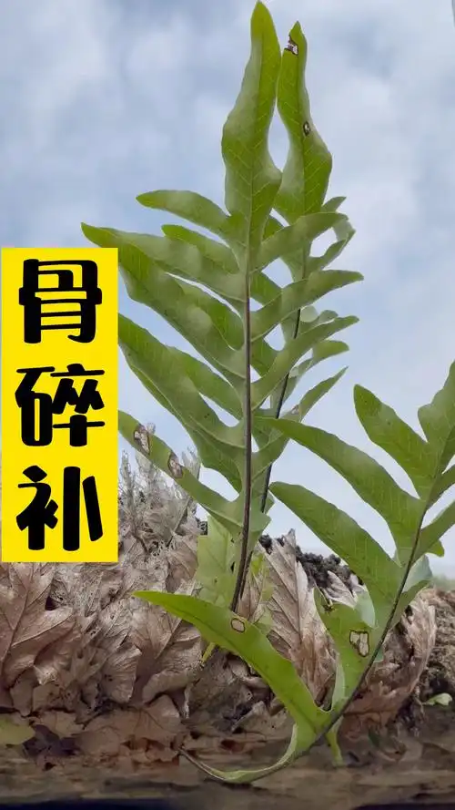 骨碎补大家认识一下,它一般长在屋檐上或者树上,用处很多