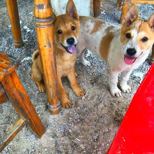 我觉得我舅舅花场的小土狗也可以拥有姓名!