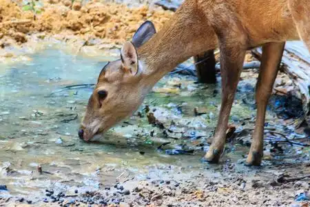 或以科学的名字命名的蒙蒂卡斯·蒙塔克,是在溪流中喝水可爱的吠鹿或