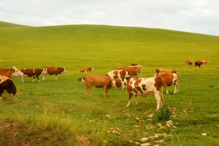 美丽的大草原遍地是牛羊