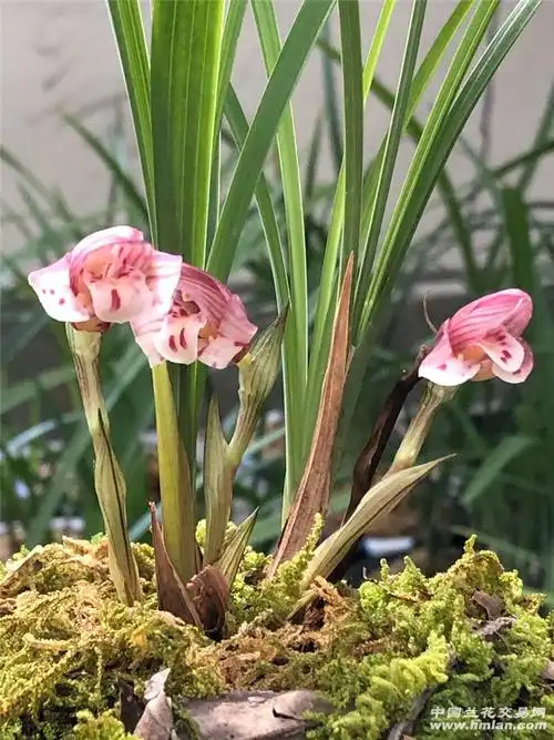临沧春兰凤冠-春兰篇-中国兰花交易网社区