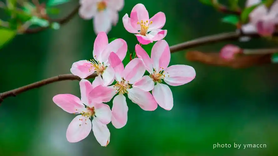 好花开放在春天