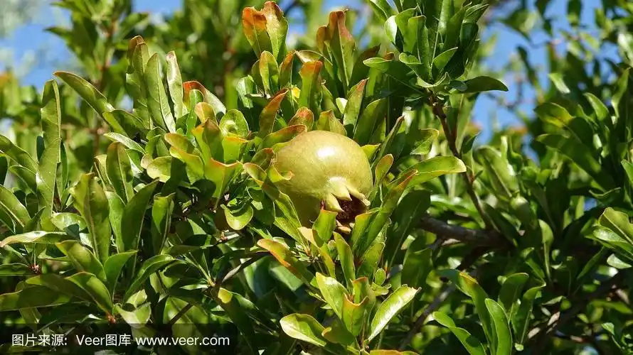 绿色的石榴挂在果园的树上