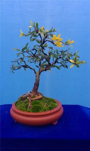 盆景·黄金枸骨