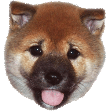 小狗gif可爱gif吐舌头gif毛茸茸gif汪星人gif萌萌哒gif