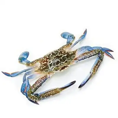 怎么挑选兰花蟹:, 首先挑选对象是个子较大的母蟹