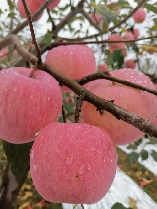苹果的产地(苹果的产地在中国的哪里)