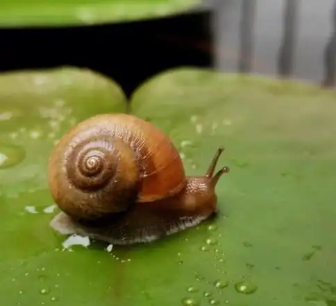 你可能觉得蜗牛很平凡,甚至很讨厌,但是你知道吗?