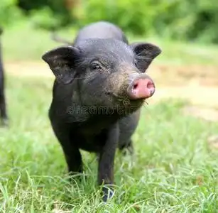 黑猪图片