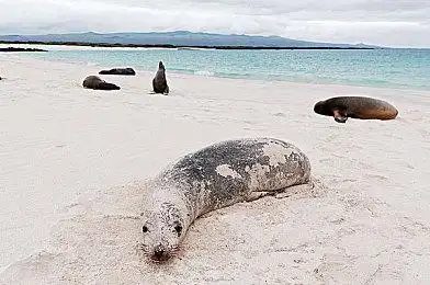 北方_海狗_雄性_雌性_诞生_幼仔_岛屿_俄罗斯_远东_六月_图片大全