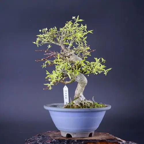 怡景苑 日本蔓梅凝品盆景 微型盆栽 实物拍摄 仅此一盆