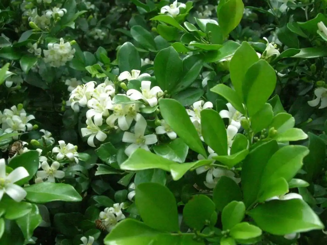 【中药学堂】九里香