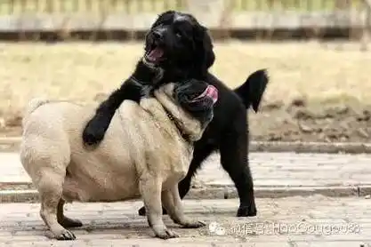 如果你不爱狗是因为你还没开始亲自养