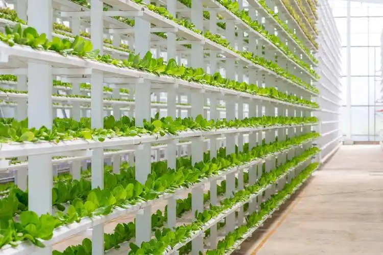 农文旅融合打造现代农业新体验 未来家园产业园更像一个景区_蔬菜