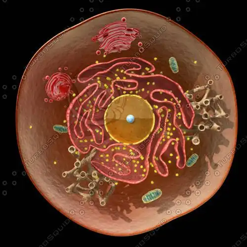 动物细胞3d模型