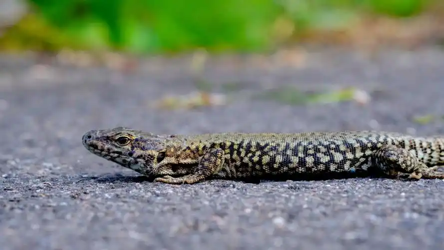 蝾螈图片大全大图(15/16)