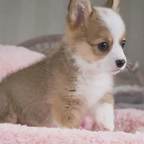 温顺的两色小柯基犬是矮脚,小狗长大啦,来带走吧