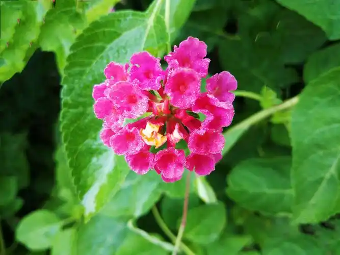 植物百科:马缨丹