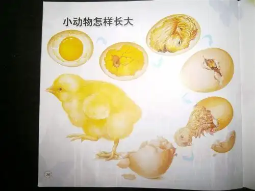 卵生和胎生动物手抄报 动物手抄报凤仙花的生长过程的手抄报党的生日