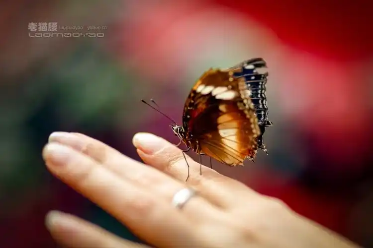 指尖上蝴蝶