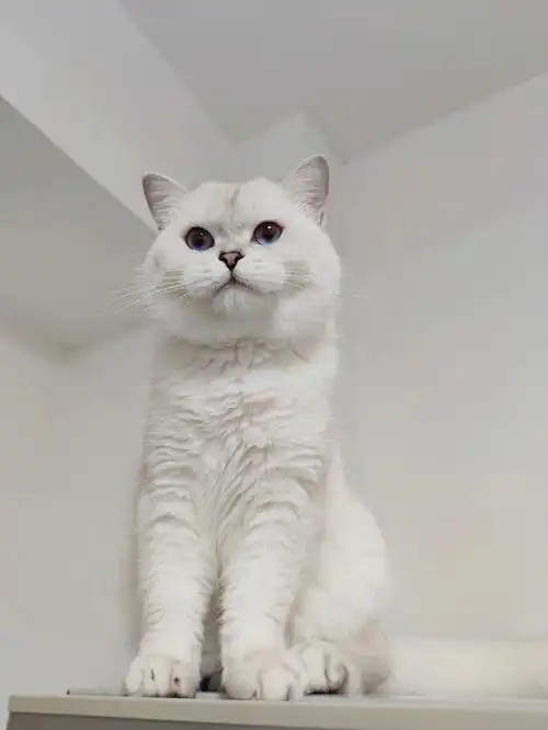 银点弟弟   银点猫咪找女友了!有意滴滴!