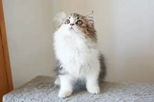 长毛猫,所以引进国外顶级血统,专注繁育甜美可爱的苏格兰高地折耳和立