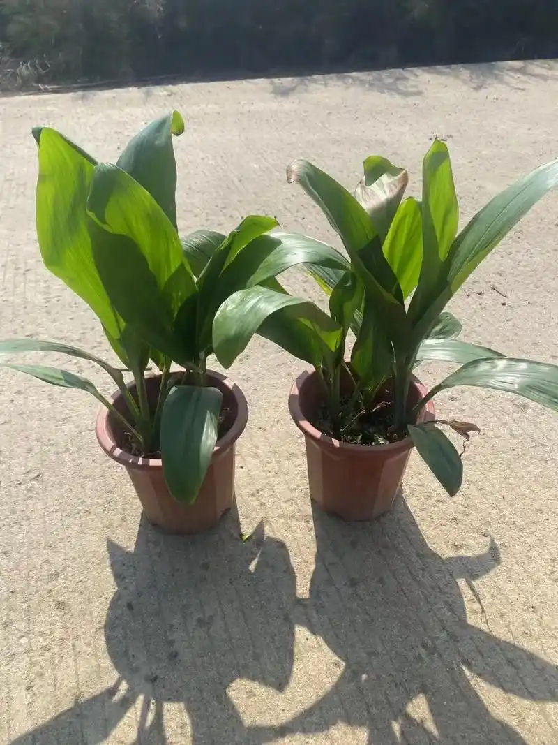 盆大叶青铁;九里香,黄洒金现货供应 - 抖音