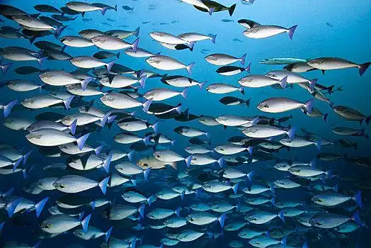 长鳍真鲨,鱼,海面,公海,红海,埃及,非洲小,成群,鲷鱼,笛鲷,游动,公海