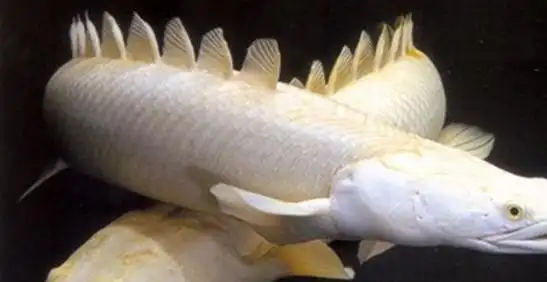 地球上10大最古老的鱼类它们和恐龙同时代至今还存活着